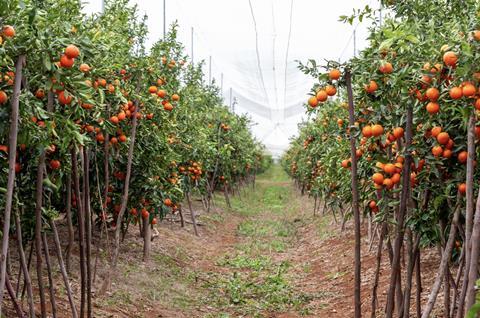 SweetCott orchard