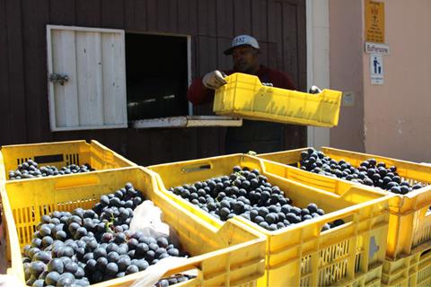 ZA Sati grape harvest