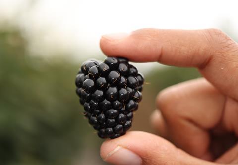 Planasa blackberry