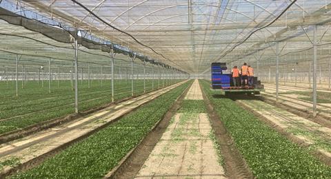 UK Florette lambs lettuce