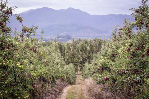 Apple orchards near Cape Town South Africa Adobe Stock