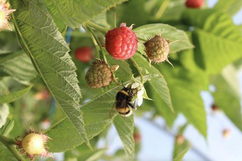 British Berry Growers Sustainability bee biodiversity