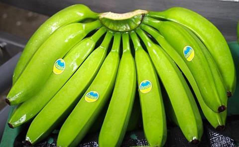 BanaBay bananas