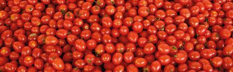 188_job-produktion-gemuese