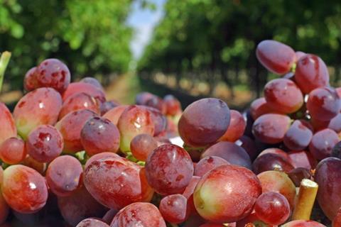 Grapes with field background