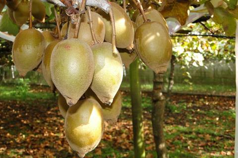 Kiwifrüchte am Baum