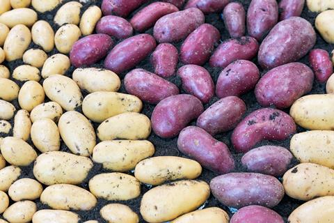 Bunte Kartoffeln
