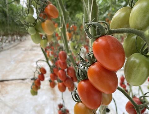 MA Delassus tomatoes