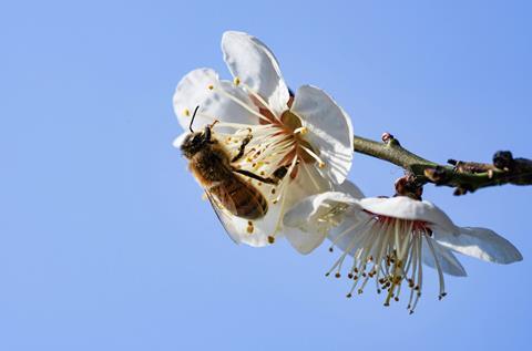 Mason bees