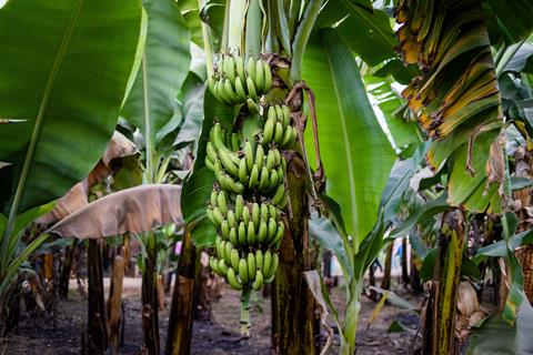 Banana farm in Asia Adobe Stock