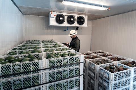 Hass avocados in refrigerated chamber Adobe Stock