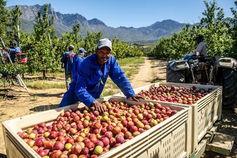 South Africa stonefruit harvesting Hortgro