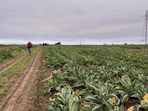 Cauliflower trial