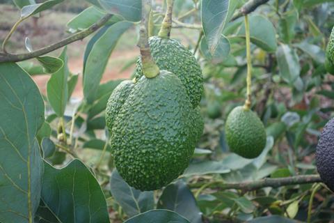 Avocados