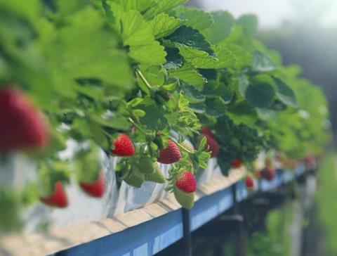 Pico strawberries