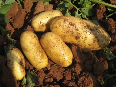 Frühkartoffeln im Feld