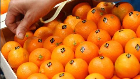 Moroccan citrus labelling