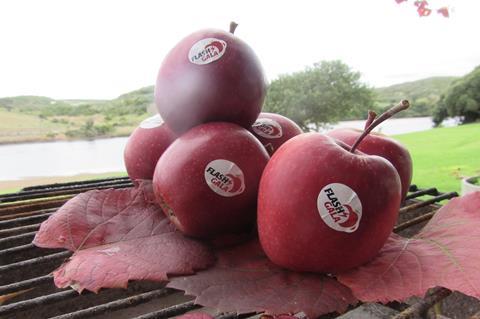 Flash Gala pile on leaves South Africa apples