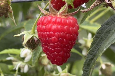 Malaika raspberries The Summer Berry Company and Advanced Berry Breeding