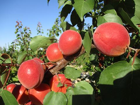 FR CREDIT Worldwide Fruit TAGS stonefruit Cot Delicot apricots