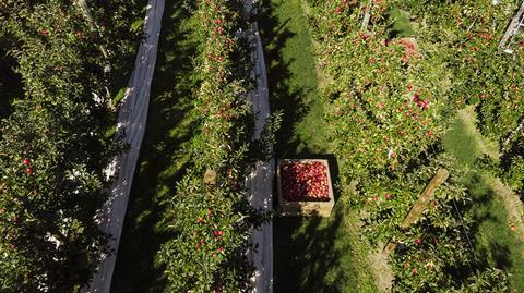 Turners and Growers apple harvest