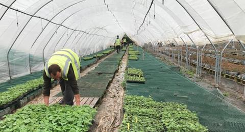 Strawberry pickers England