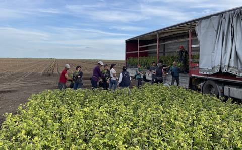 RS Hazelnut cultivation