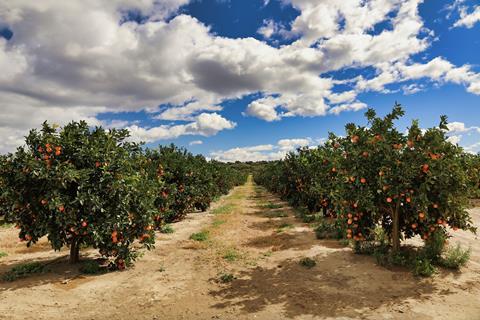 Orange grove South Africa Adobe Stock