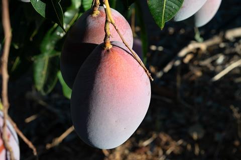 Montosa mango A