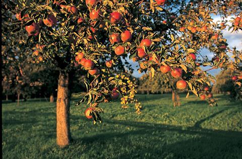 Schweizer Äpfel am Baum
