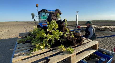 RS Hazelnut planting