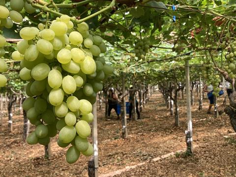 Vittoria-Trauben in Apulien | Regina di Puglia 2023