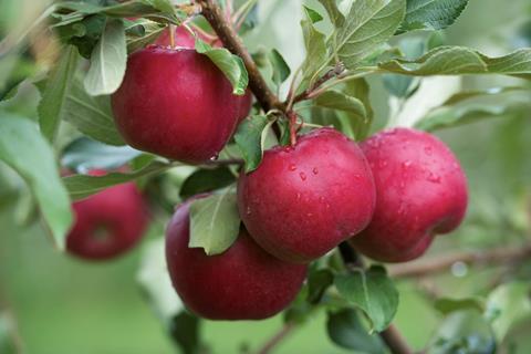 University of Minnesota Rave apples