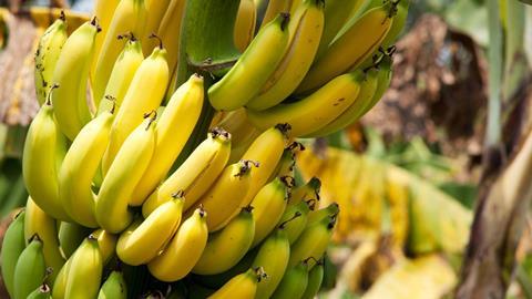 Aldi SuÌˆd bananas
