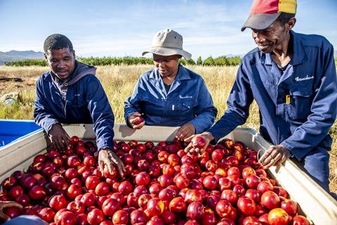 ZA Hortgro nectarine harvest