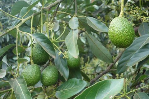 Avocados