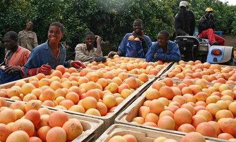 Grapefruit Ernte in Südafrika