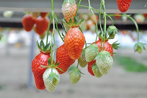 Erdbeeren aus Frankreich