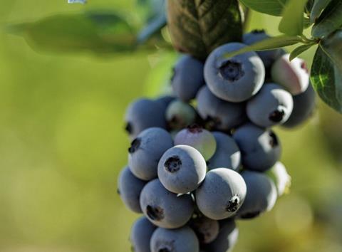 Oregon Blue's OBG Belair