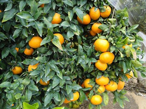Reife Citrusfüchte am Baum