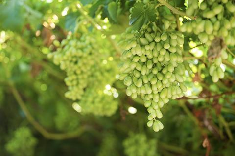 Bunch of table grapes Hex River Valley South Africa Adobe Stock