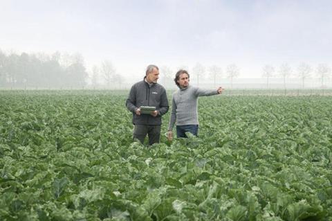 Syngenta Vegetable Seeds Cauliflower field