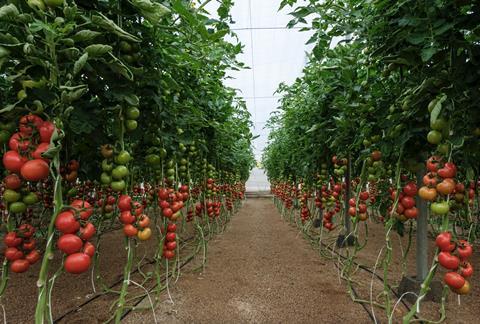 Syngenta ToBRFV 121038 Myrador