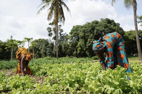 Lettuce harvest small African farm