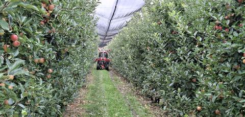 Serbia apple harvest