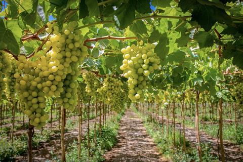 Peru table grapes Adobe Stock