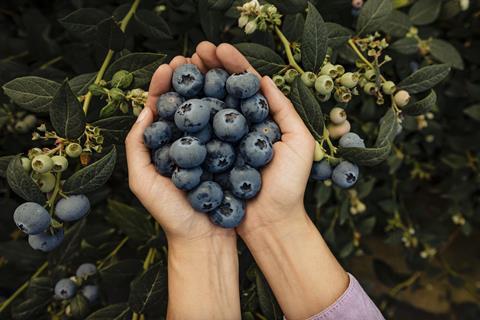 Hortifrut blueberries in hand