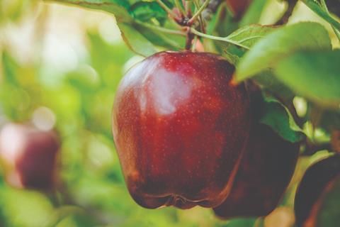 Washington Apple Commission apples