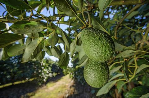 Halls avocado tree