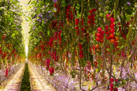 Thanet Earth tomatoes